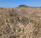 Wading birds making a comeback in Antrim Hills  