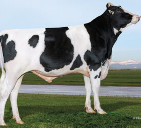 Improving milk components a priority for NI dairy farmers – breeding specialist