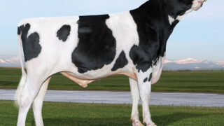 Improving milk components a priority for NI dairy farmers – breeding specialist