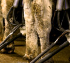 Autumn calving: Keeping SCC below 100