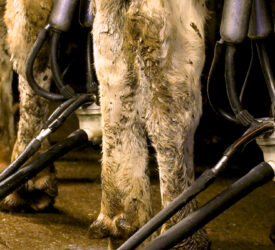 Autumn calving: Keeping SCC below 100