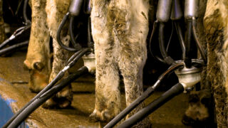 Autumn calving: Keeping SCC below 100