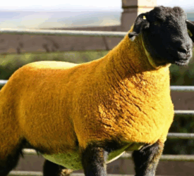 Forkins flock tops Big Bang sale at 12,000gns  