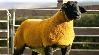 Forkins flock tops Big Bang sale at 12,000gns  