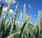 Syngenta sales down by 2% in first 9 months of 2025