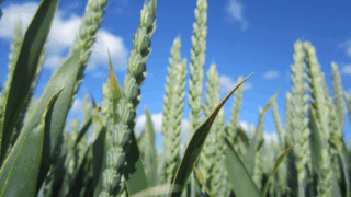Syngenta sales down by 2% in first 9 months of 2025
