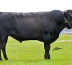 Brazilian beef sector pushing to align with global standards