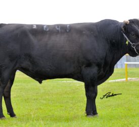 Brazilian beef sector pushing to align with global standards