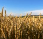 World food prices declined in October – FAO