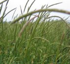 Growing potential for use of AI in fight against blackgrass weed infections
