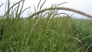 Growing potential for use of AI in fight against blackgrass weed infections