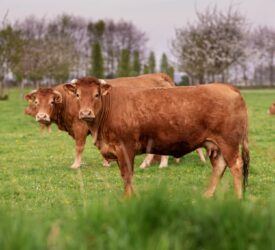 France resumes cattle exports following ban due to lumpy skin disease