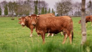 France resumes cattle exports following ban due to lumpy skin disease