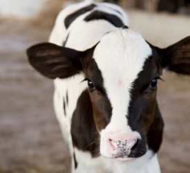 How important is a good winter diet in terms of calf health?