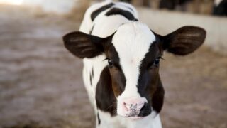 How important is a good winter diet in terms of calf health?
