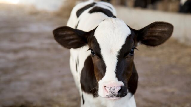 How important is a good winter diet in terms of calf health?