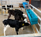 Ensuring the last of the autumn calves get adequate colostrum