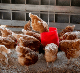 UFU notifying members about poultry housing order