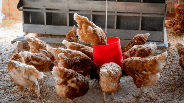 UFU notifying members about poultry housing order
