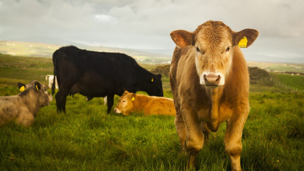 Report: Beef production in Ireland down 4% since first half of 2024