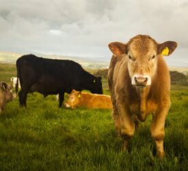 Report: Beef production in Ireland down 4% since first half of 2024