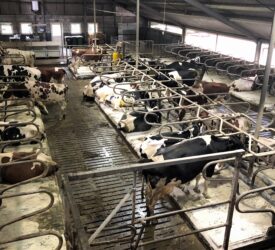 Controlling lameness before the housed period