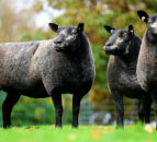 Little Whisker flock dispersal sale this weekend