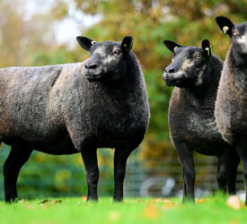 Little Whisker flock dispersal sale this weekend