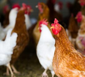 DAERA: Suspect case of bird flu at Tyrone commercial poultry farm