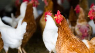 DAERA: Suspect case of bird flu at Tyrone commercial poultry farm