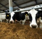 Dairy farmers ‘under severe pressure’ this winter as milk prices decline – UFU