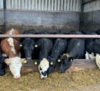 Putting a plan in place for feeding store and beef cattle this winter