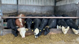 Putting a plan in place for feeding store and beef cattle this winter