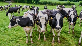 Bold solutions for agri sector discussed at Methane Connect