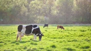 Bovaer maker ‘actively engaging’ after Danish farmers raise concerns