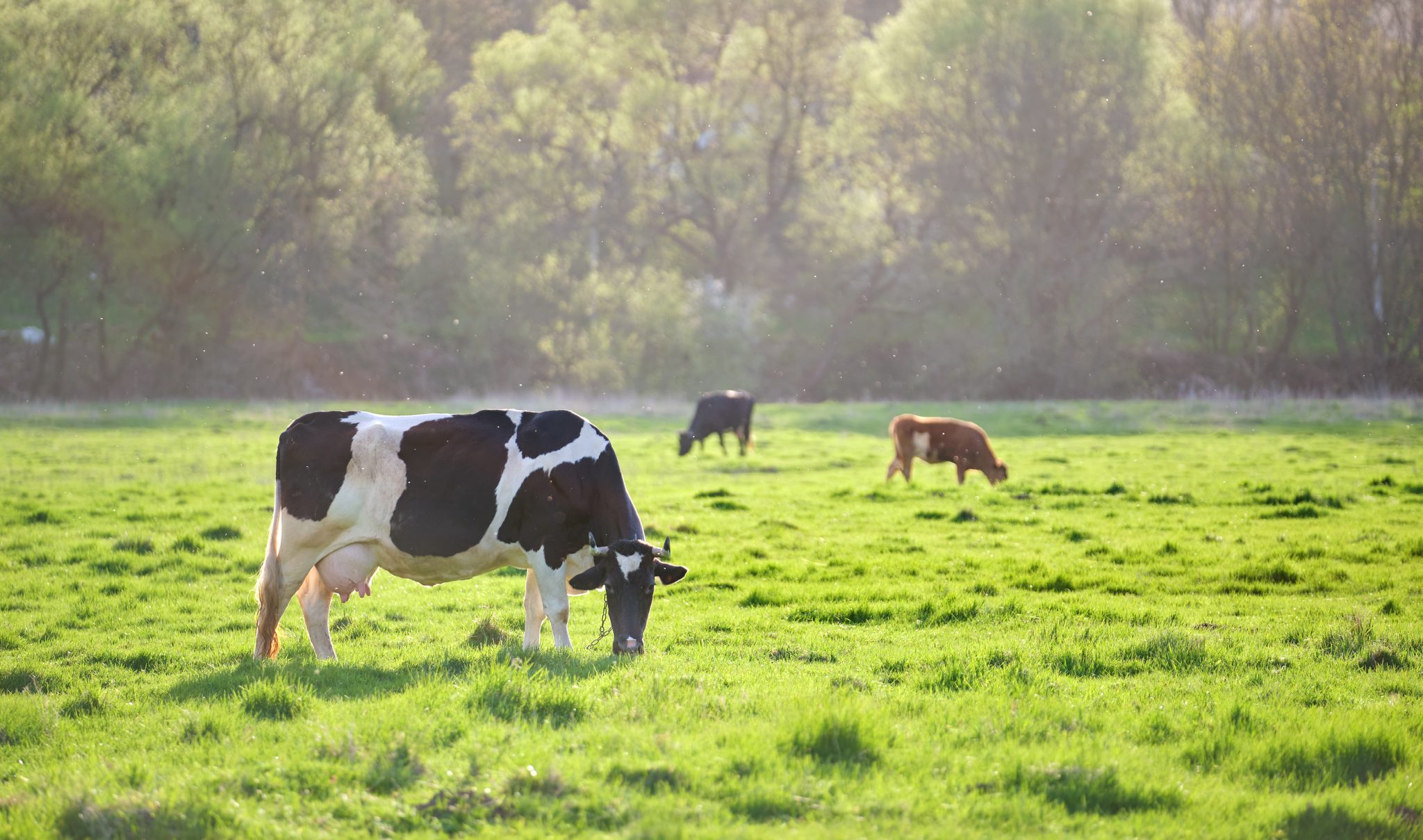 agriland.co.uk - Richard Halleron - Environmental impact of English farms decreasing - study