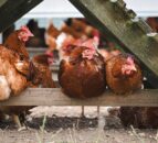 Wales orders poultry to be housed as risk of bird flu heightens