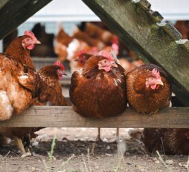 Wales orders poultry to be housed as risk of bird flu heightens