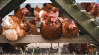 Wales orders poultry to be housed as risk of bird flu heightens