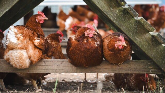 Wales orders poultry to be housed as risk of bird flu heightens