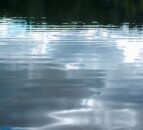 DAERA being investigated over Belfast Lough sewage discharges