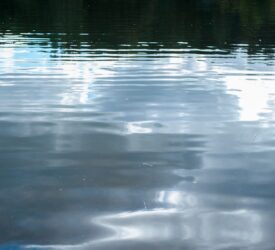 DAERA being investigated over Belfast Lough sewage discharges