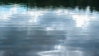 DAERA being investigated over Belfast Lough sewage discharges