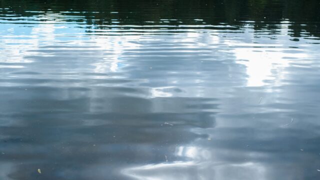 DAERA being investigated over Belfast Lough sewage discharges