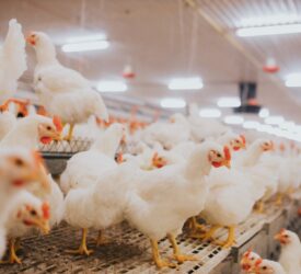 Hong Kong suspends poultry imports from areas in Ireland and UK due to bird flu