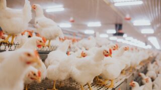 Hong Kong suspends poultry imports from areas in Ireland and UK due to bird flu
