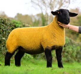 Great Bonanza sale tops at 13,000gns on three occasions