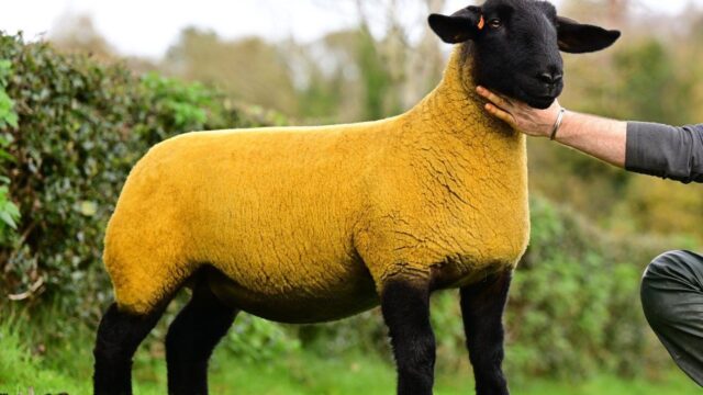 Great Bonanza sale tops at 13,000gns on three occasions