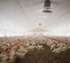 DAERA: Housing order declared in NI to protect poultry from bird flu