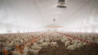 DAERA: Housing order declared in NI to protect poultry from bird flu